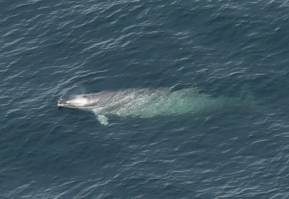 Beaked whale