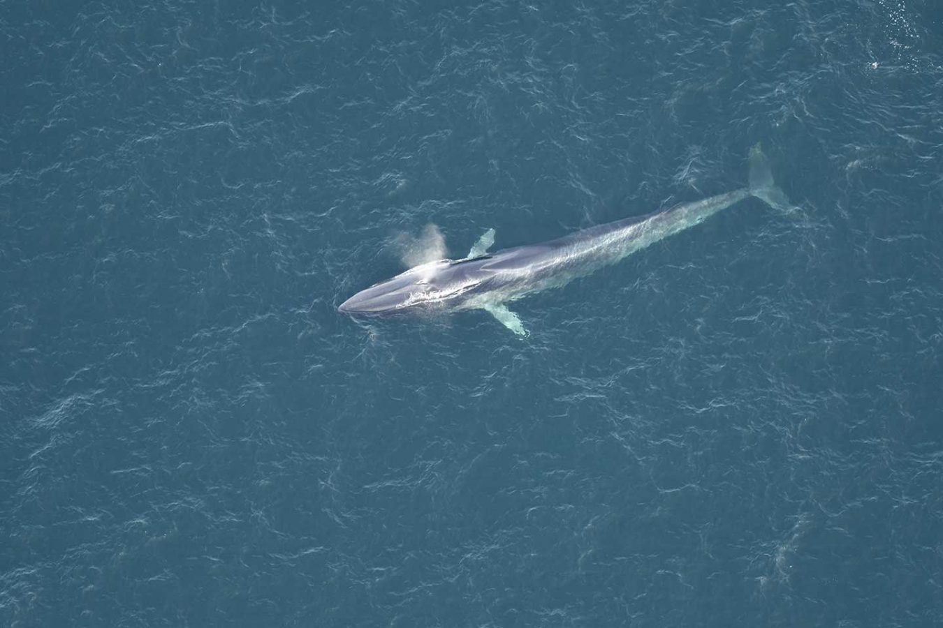 Fin whale