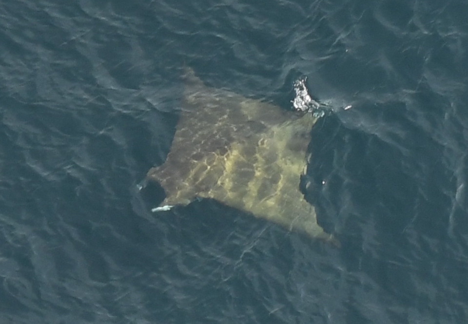 Chilean devil ray in open water