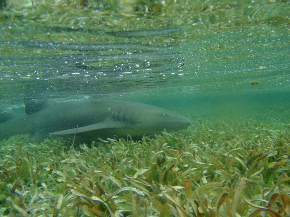 A nurse shark in shallow water.