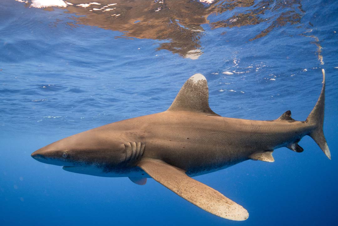 An oceanic whitetip shark underwater