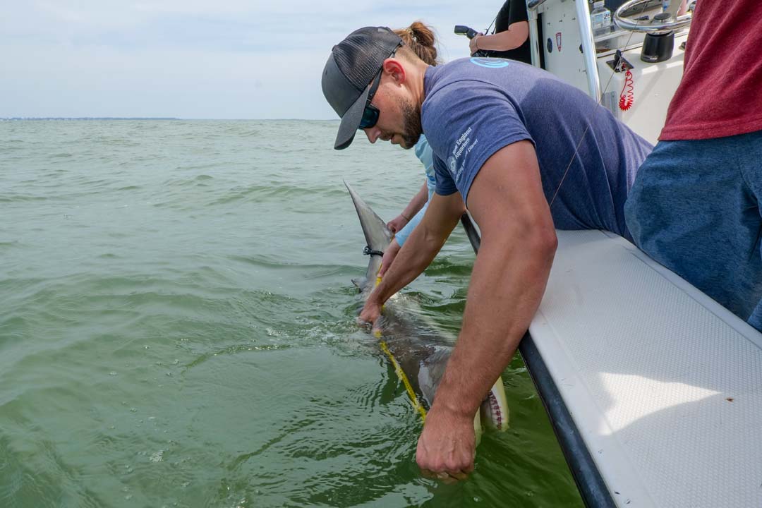 Dr. Knotek is measuring a spinner shark with a tape measure. The shark is just off the side of the boat.