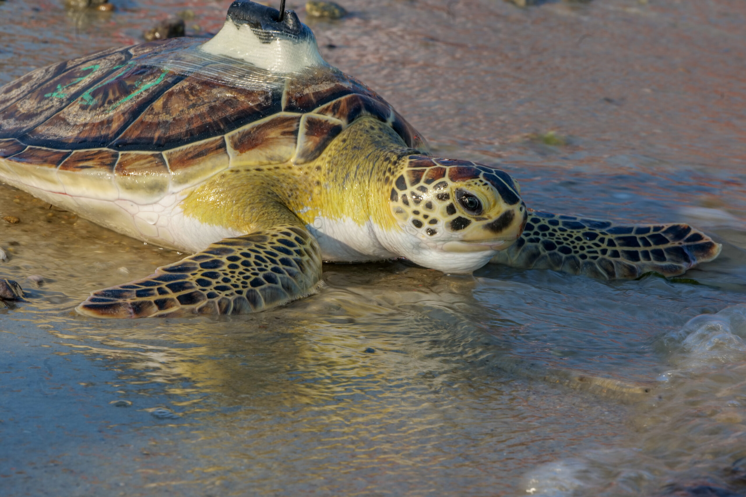 Aquarium releases five rehabilitated and satellite tagged sea turtles