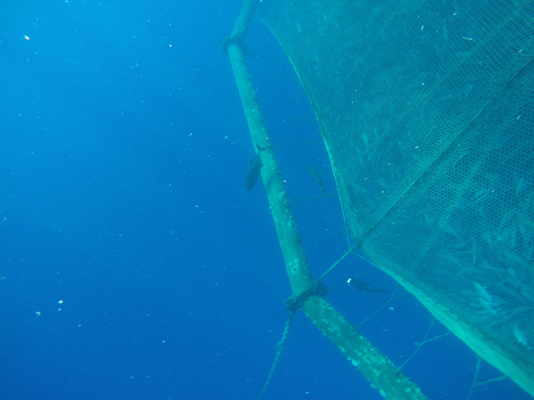 An underwater view of larger fish outside the aquaculture net