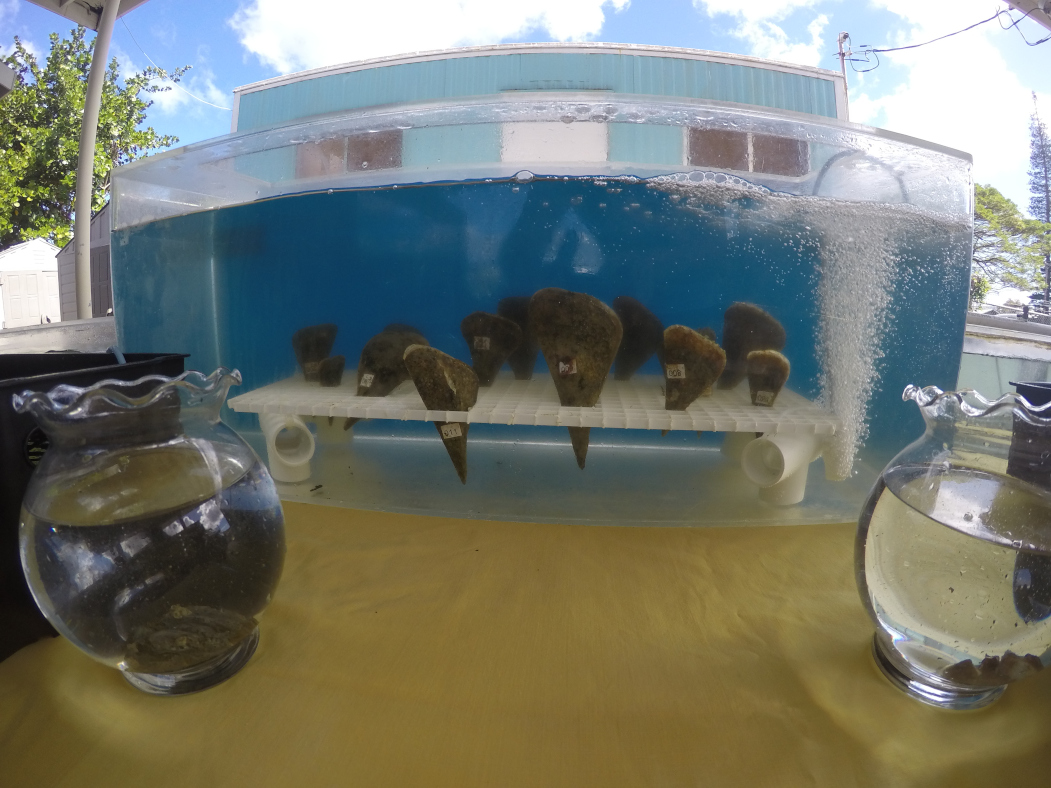 Native Hawaiian oysters