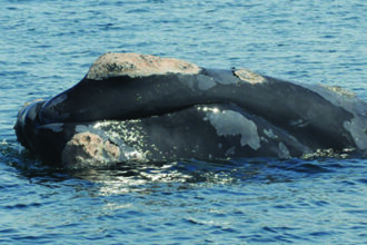North Atlantic right whale Aphrodite