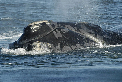 North Atlantic right whale Boomerang