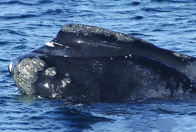 North Atlantic right whale Calvin