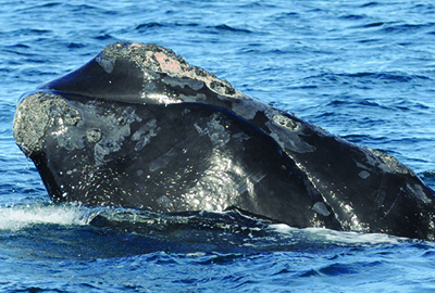 North Atlantic right whale Gemini