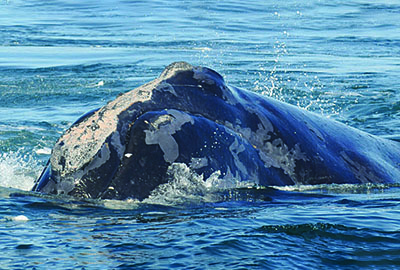 North Atlantic right whale Manta