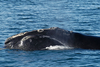 North Atlantic right whale Resolution