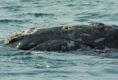 North Atlantic right whale Shackleton