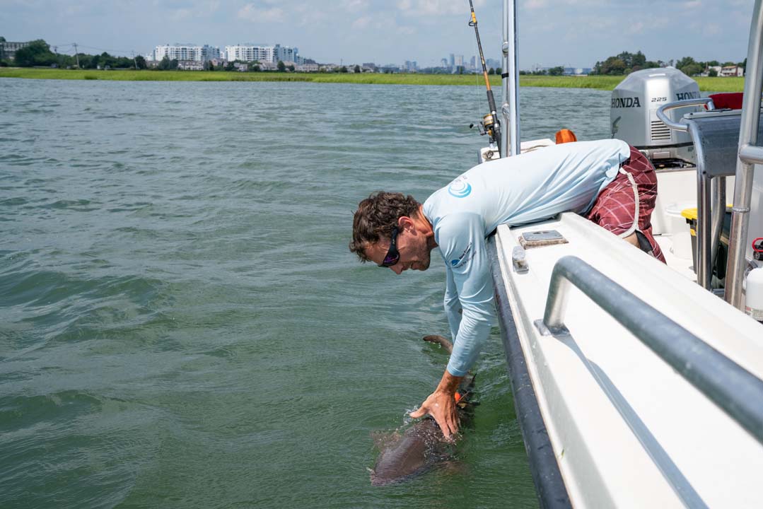 Dr. Jeff Kneebone working to tag a sand tiger shark in Quincy Bay.