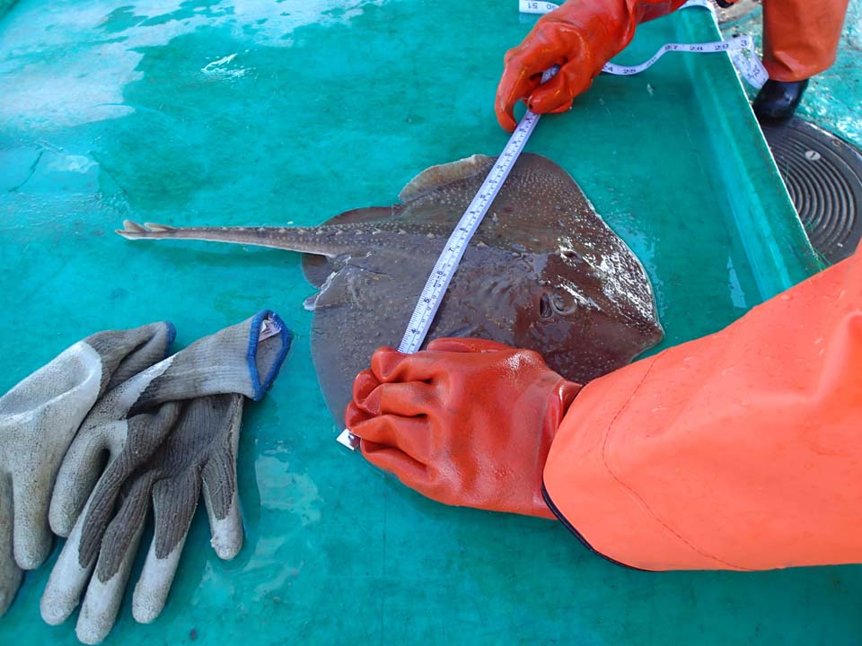Measuring a thorny skate on a boat