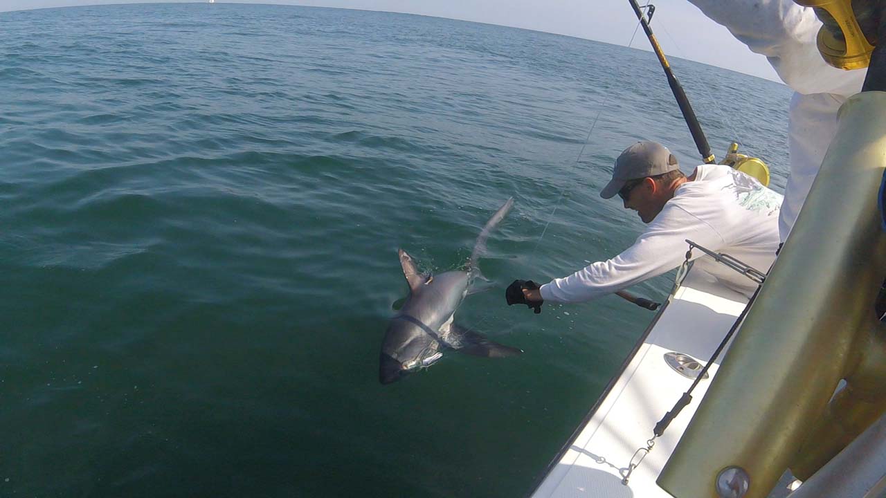 A thresher shark is visible below the surface as Dr. Kneebone tags it from a boat.