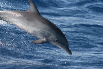 Spotted dolphin jumping