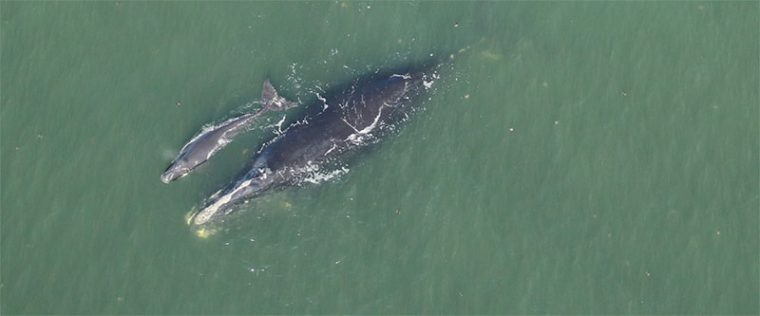 Female right whale with calf 