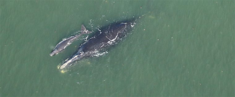 Female right whale with calf 