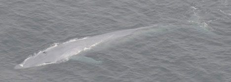 blue whale in Pacific Ocean