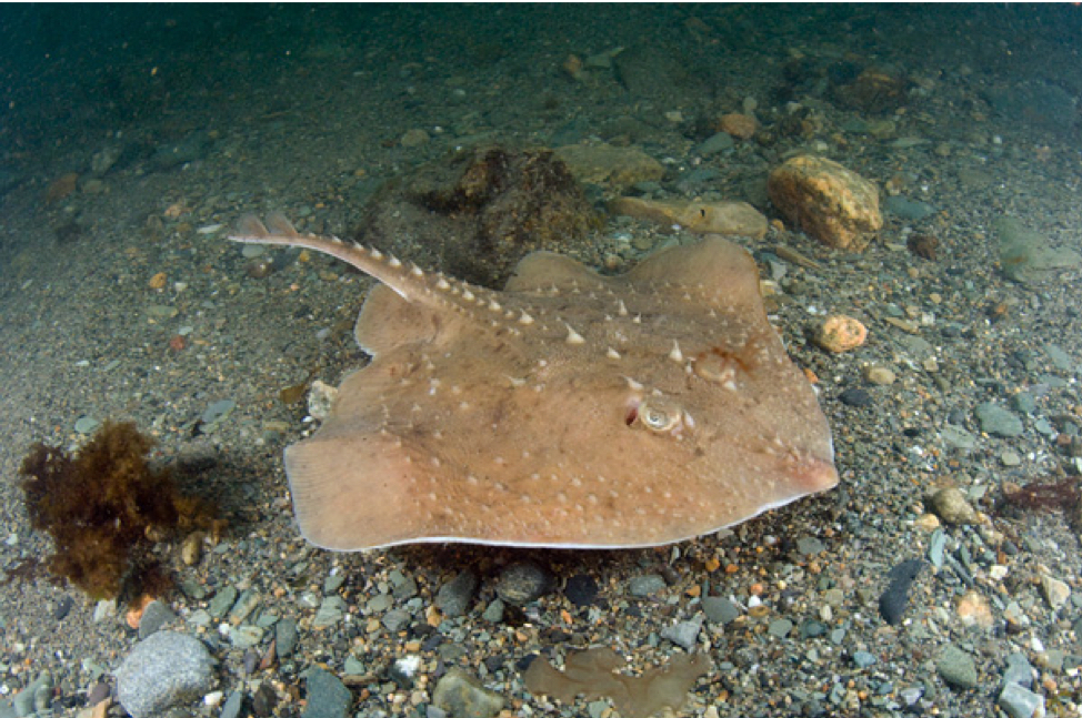 skate swimming along ocean floor