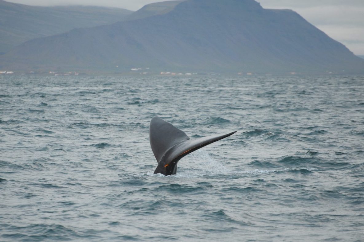 Whale diving in open water