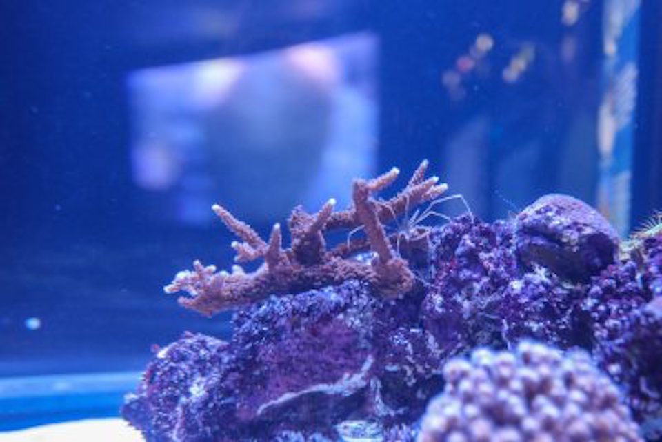 Staghorn Coral