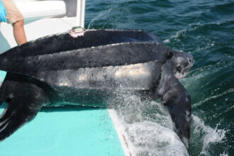 Leatherback sea turtle diving into the water from deck of a boat