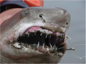Open shark mouth