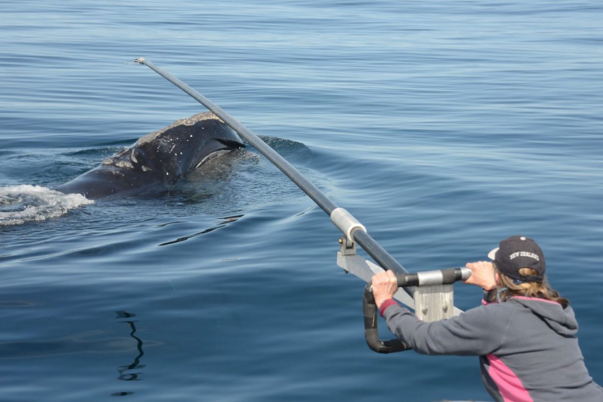 Woman reaching a long pole over a right whale