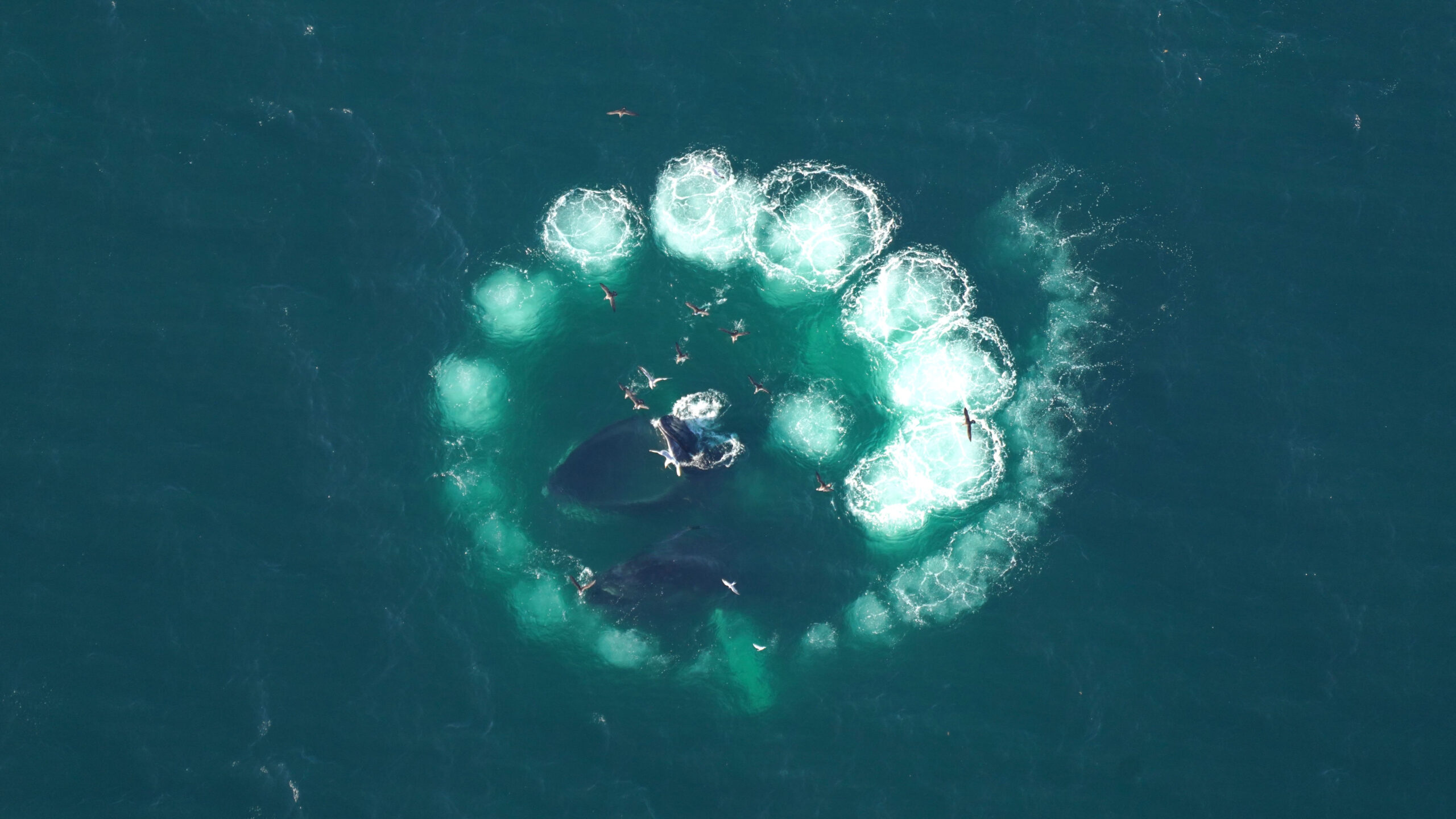 Humpbacks bubble feeding