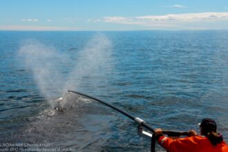 person extending a long rod over the water towards a whale