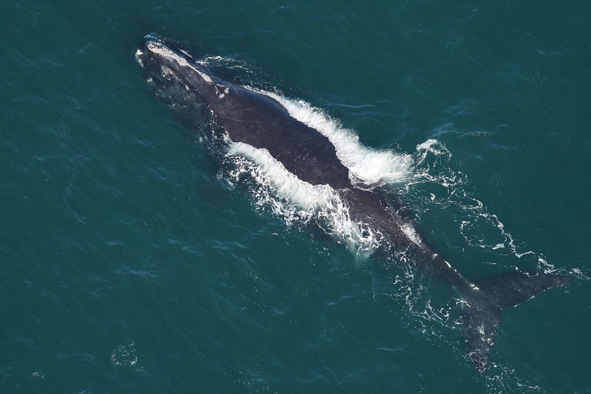 right whale