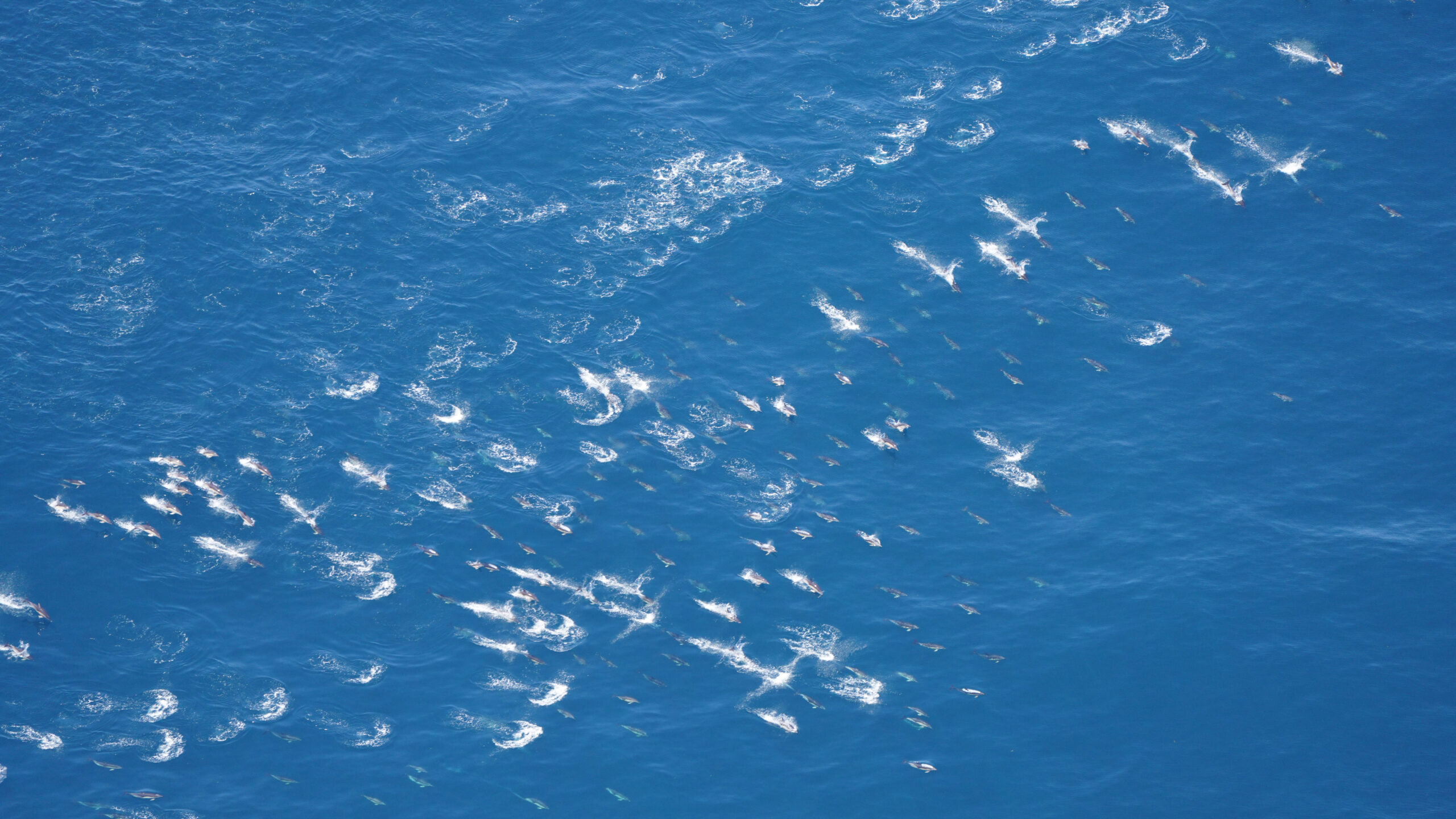 Pod of common dolphins