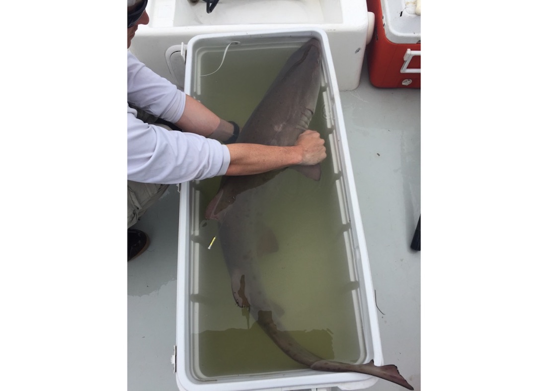 Man holding a small shark in a container of water