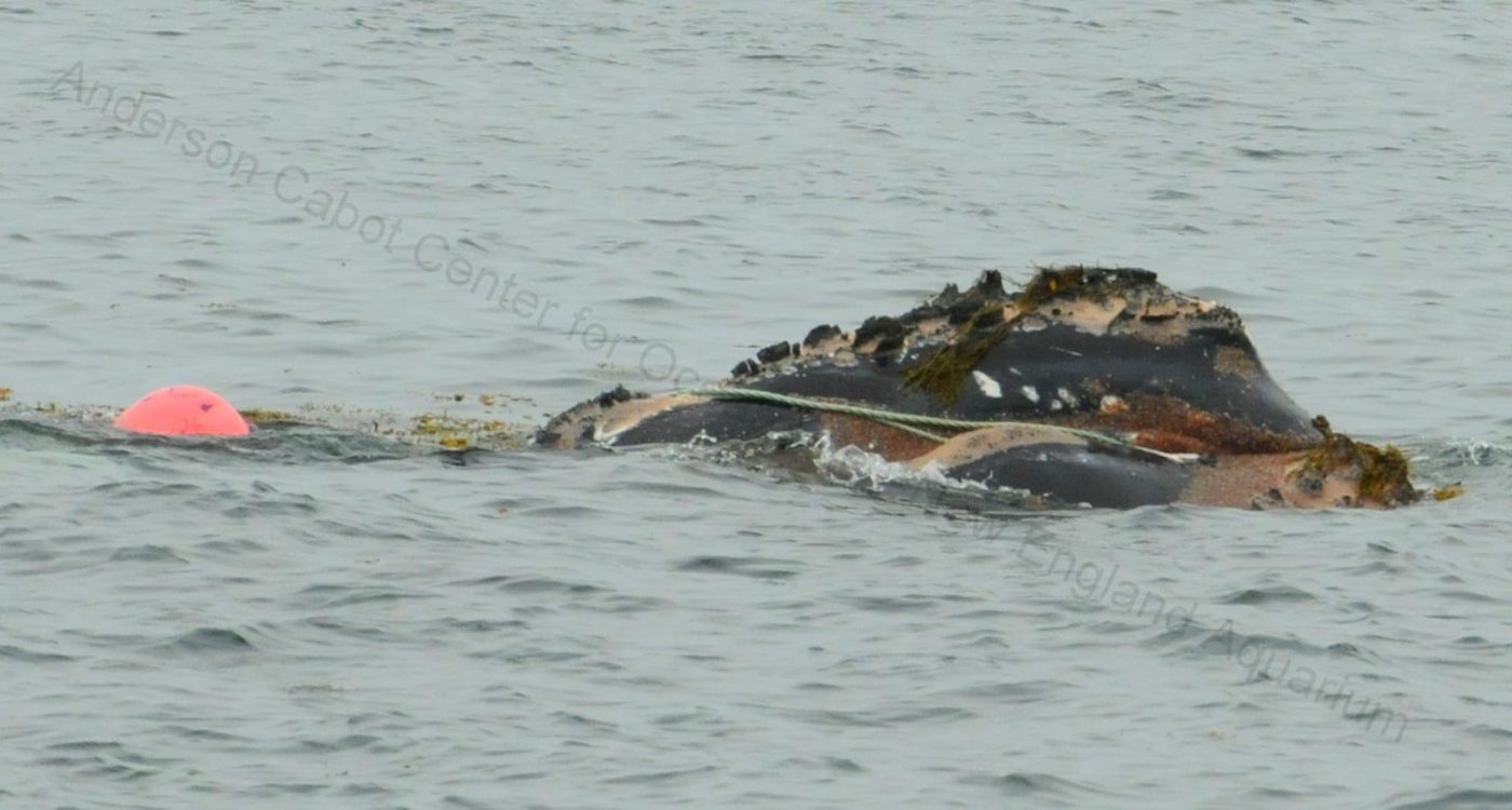 Head of a right whale with rope and a buoy attached