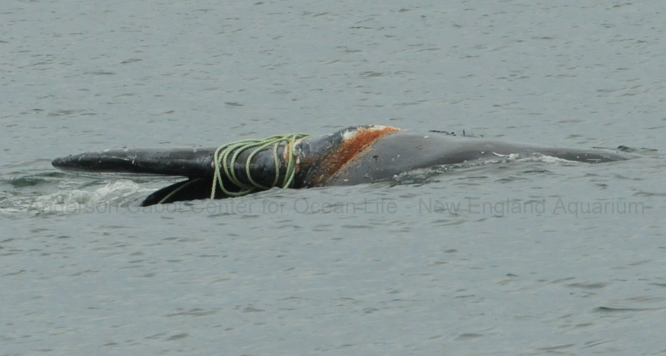 Rope wrapped several times around a whale flipper