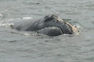 Right whale