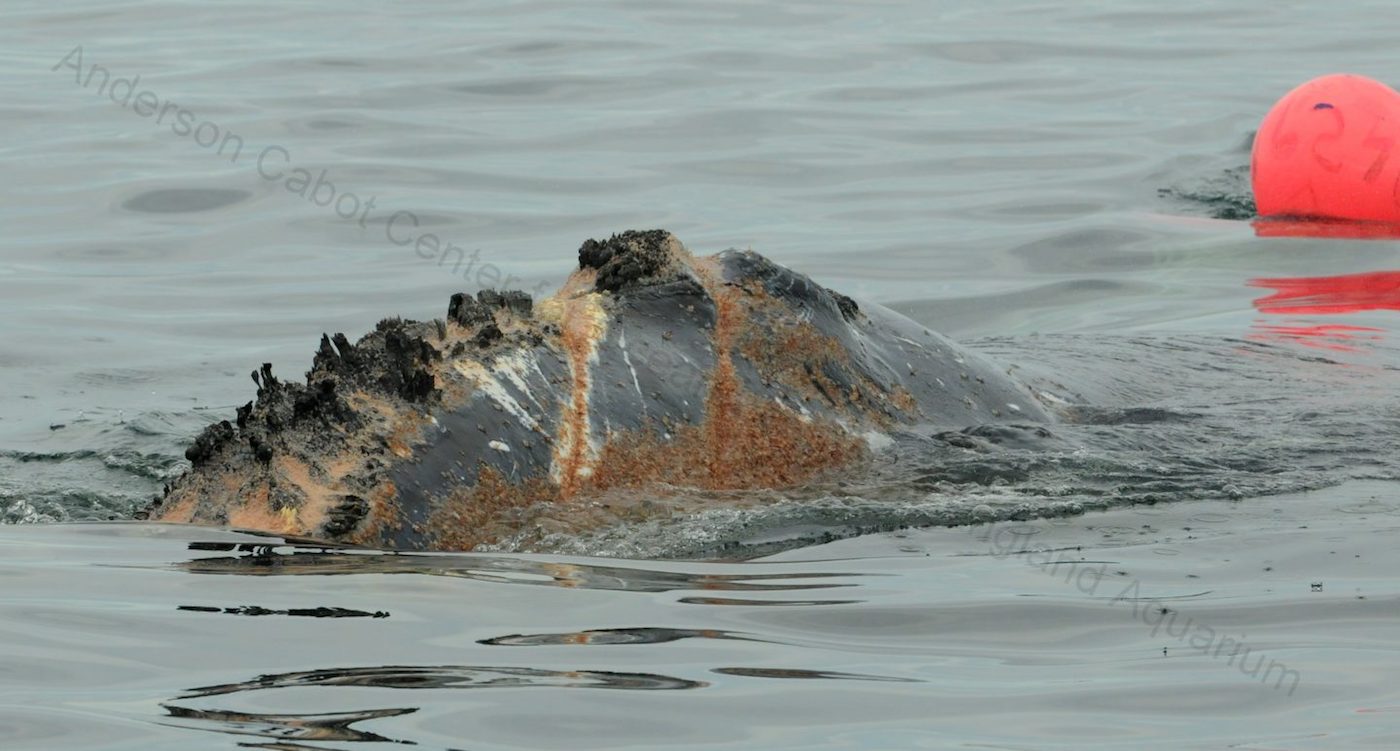 Head of a whale surfaces through the water