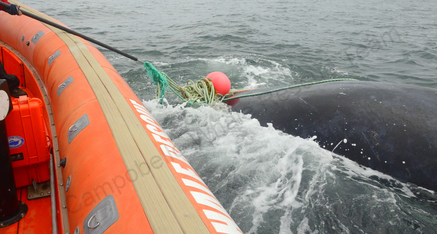 Whale alongside a small boat