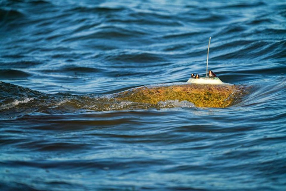 sea turtle swimming on the water's surface