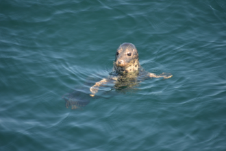 Six Summertime Tips to Help Protect Marine Life