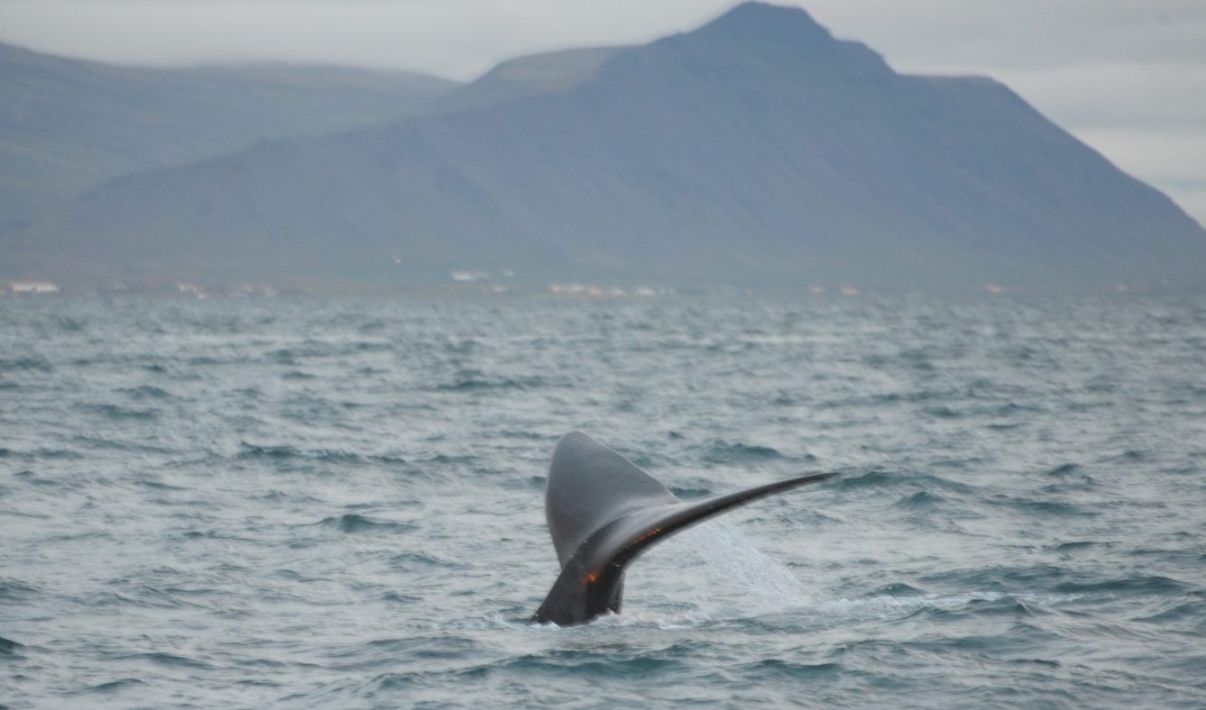 Whale flukes above the water