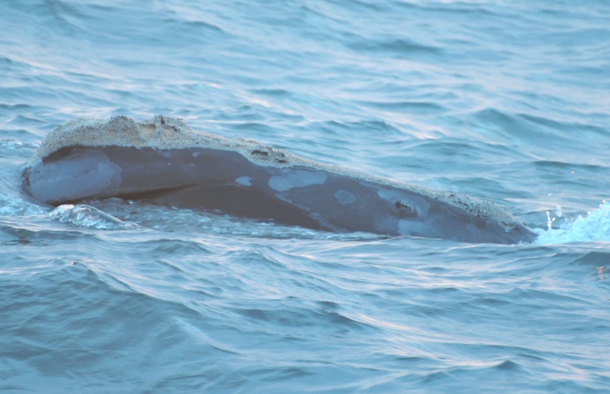 Whale surfacing