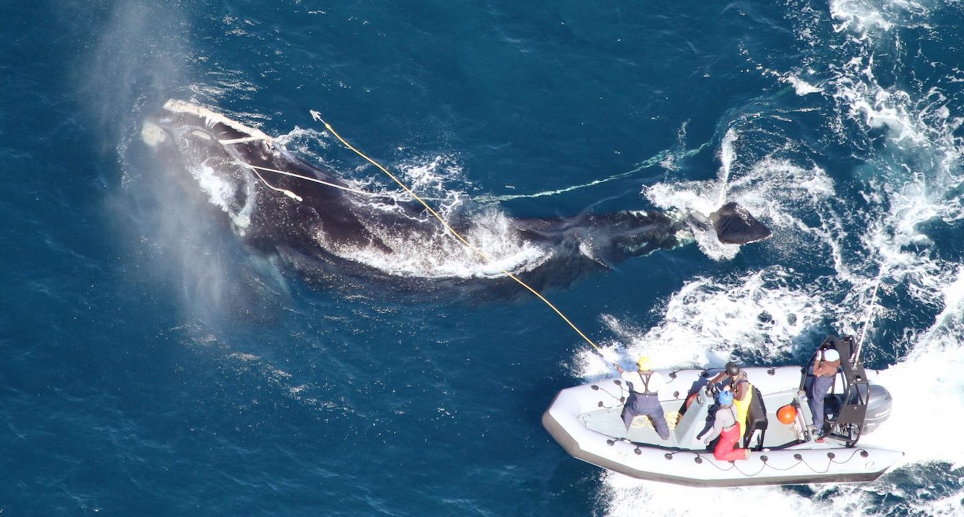 Small white boat alongside a whale in open water