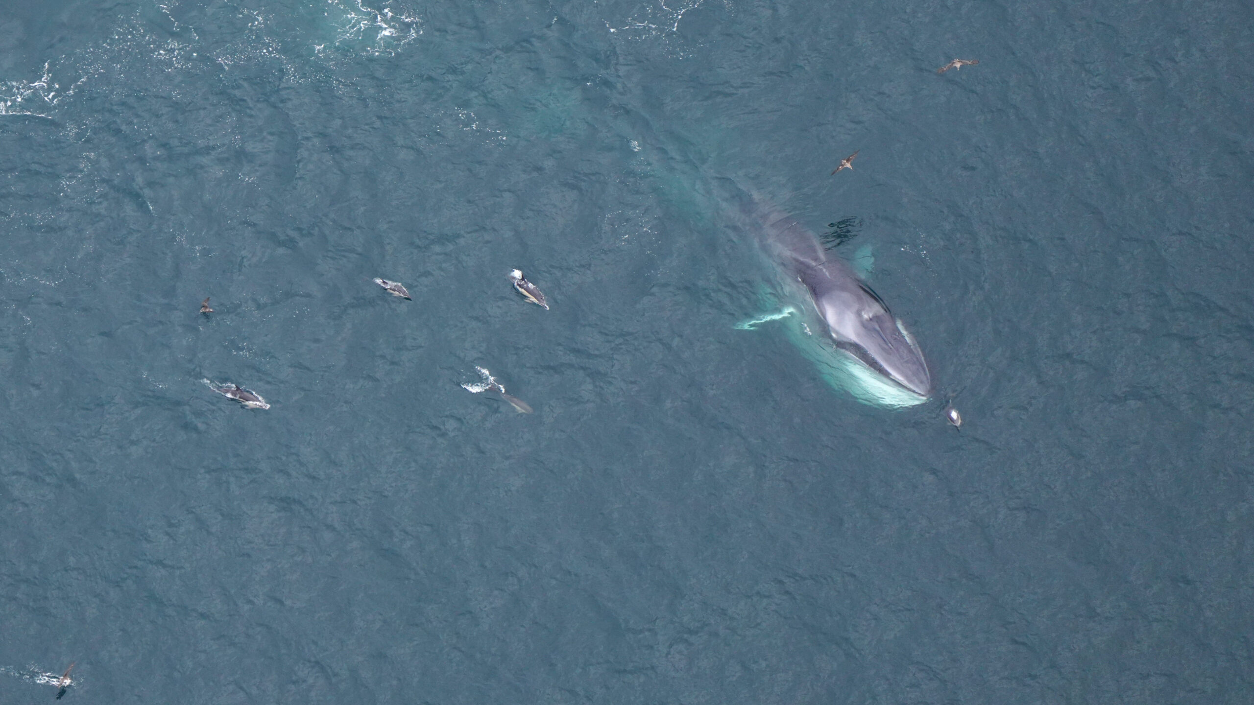 Fin whale and dolphin