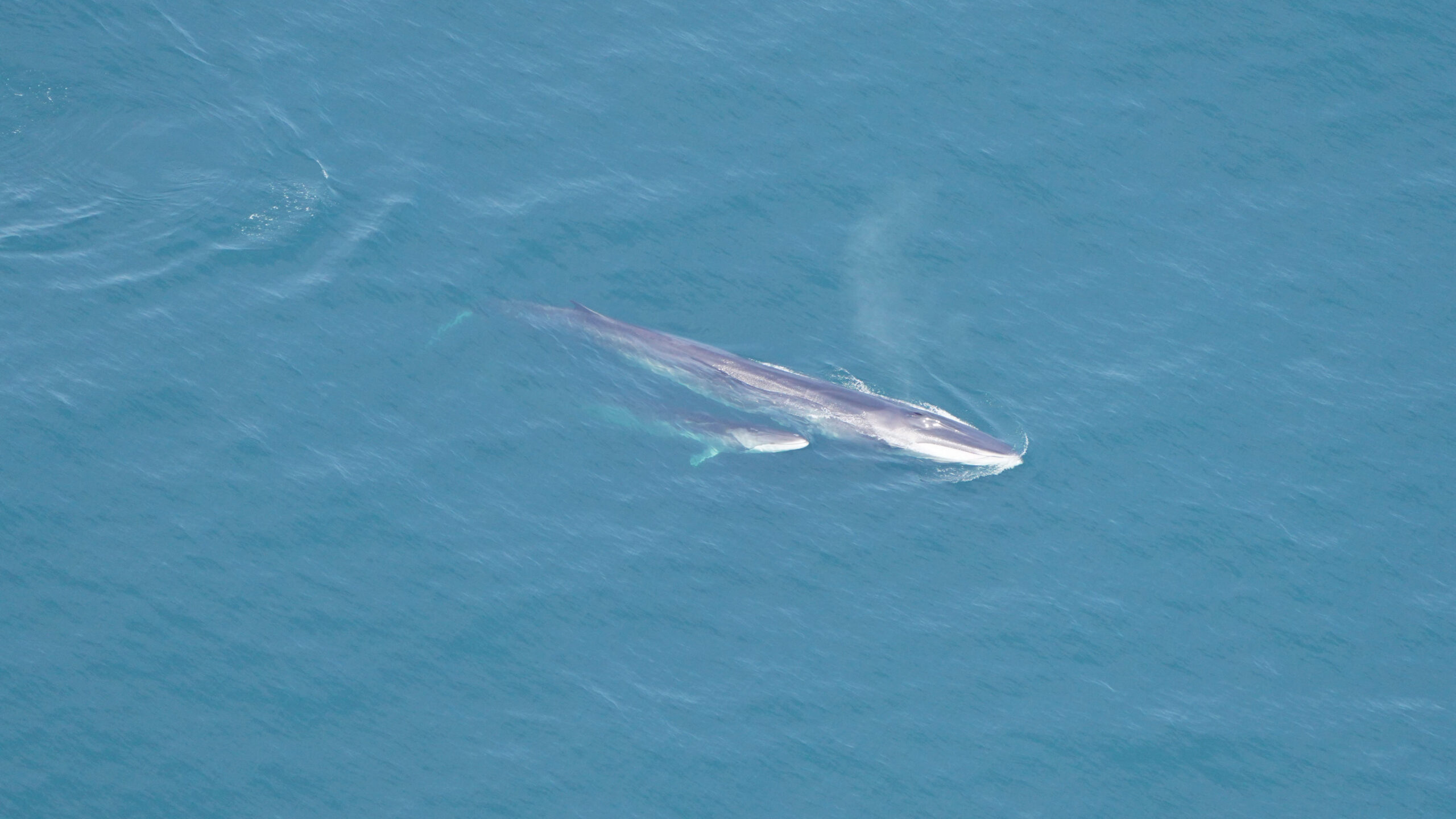 Mother fin whale with her calf