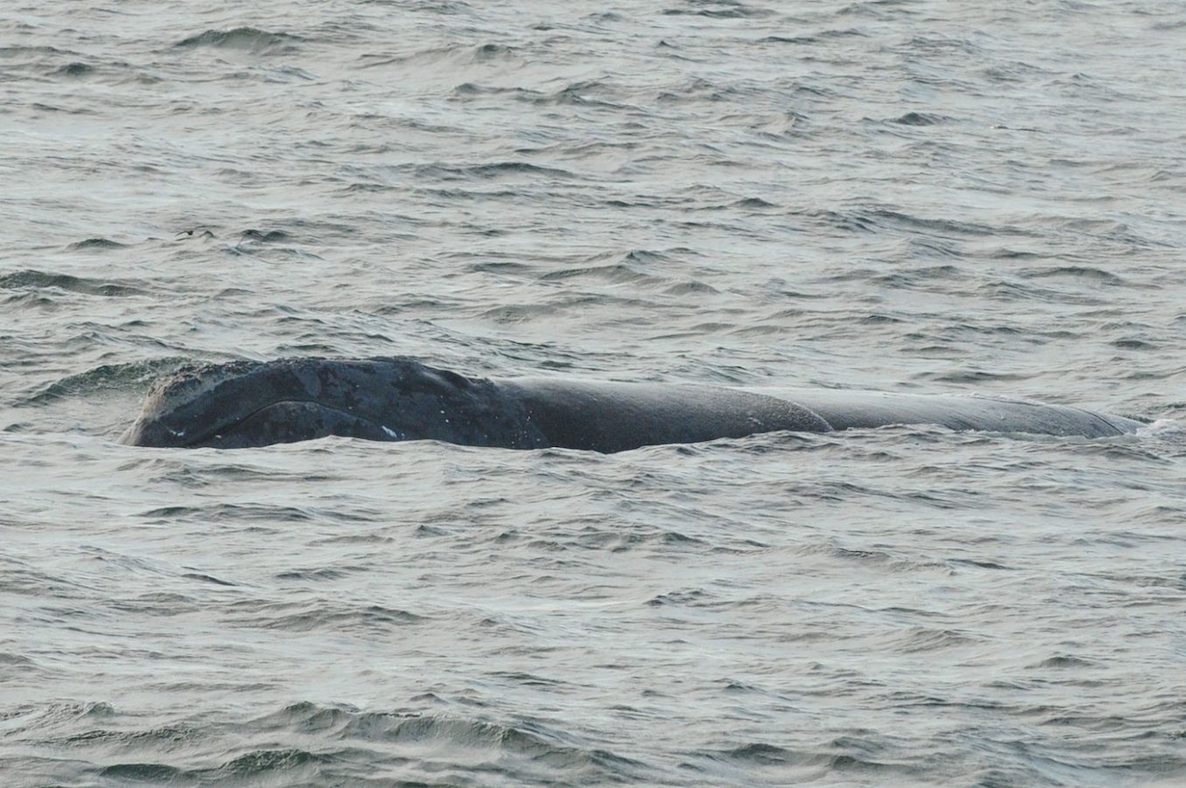 Female right whale