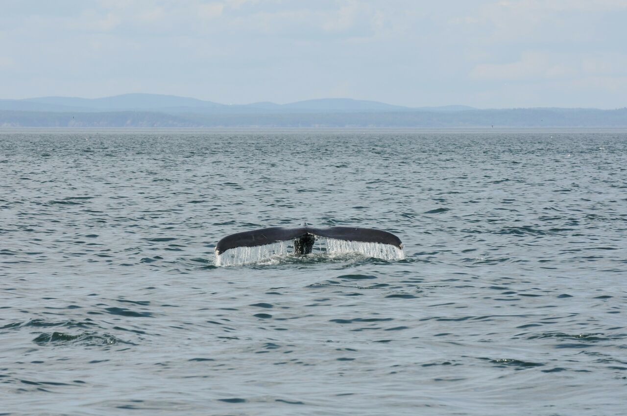 A humpback whale dives beneath the surface.