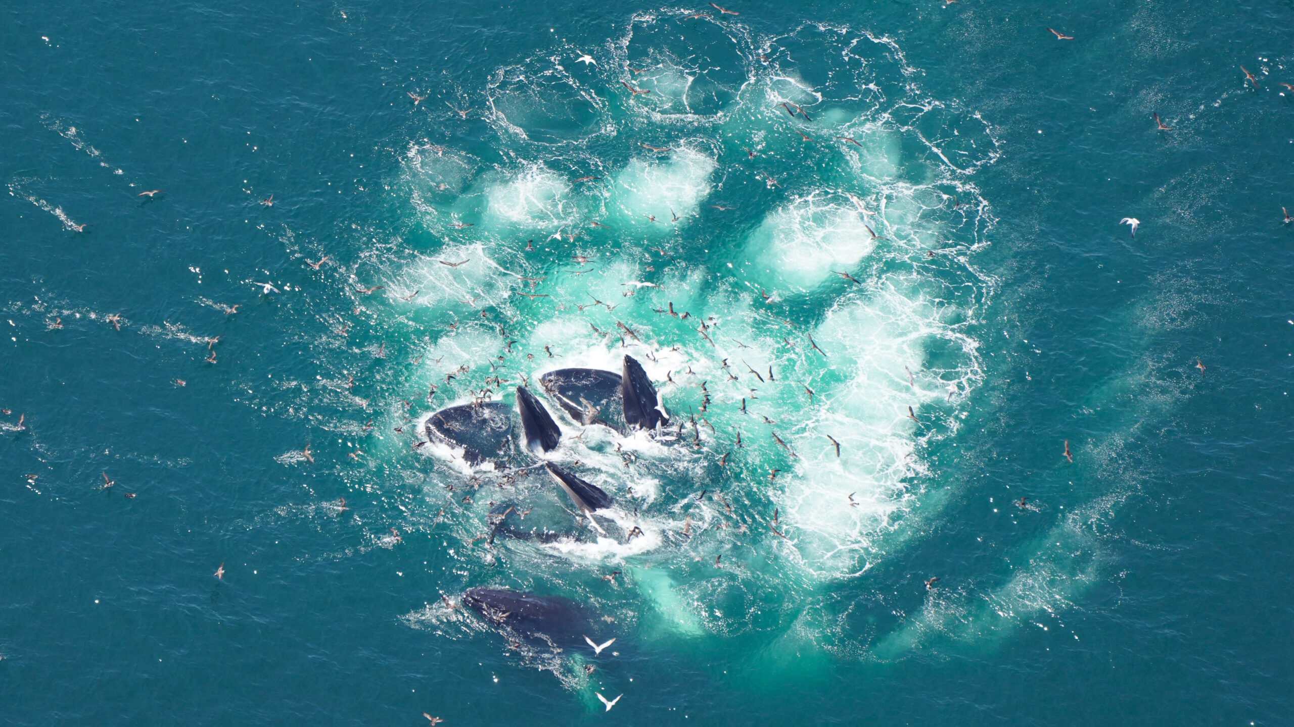Humpbacks with their mouths open