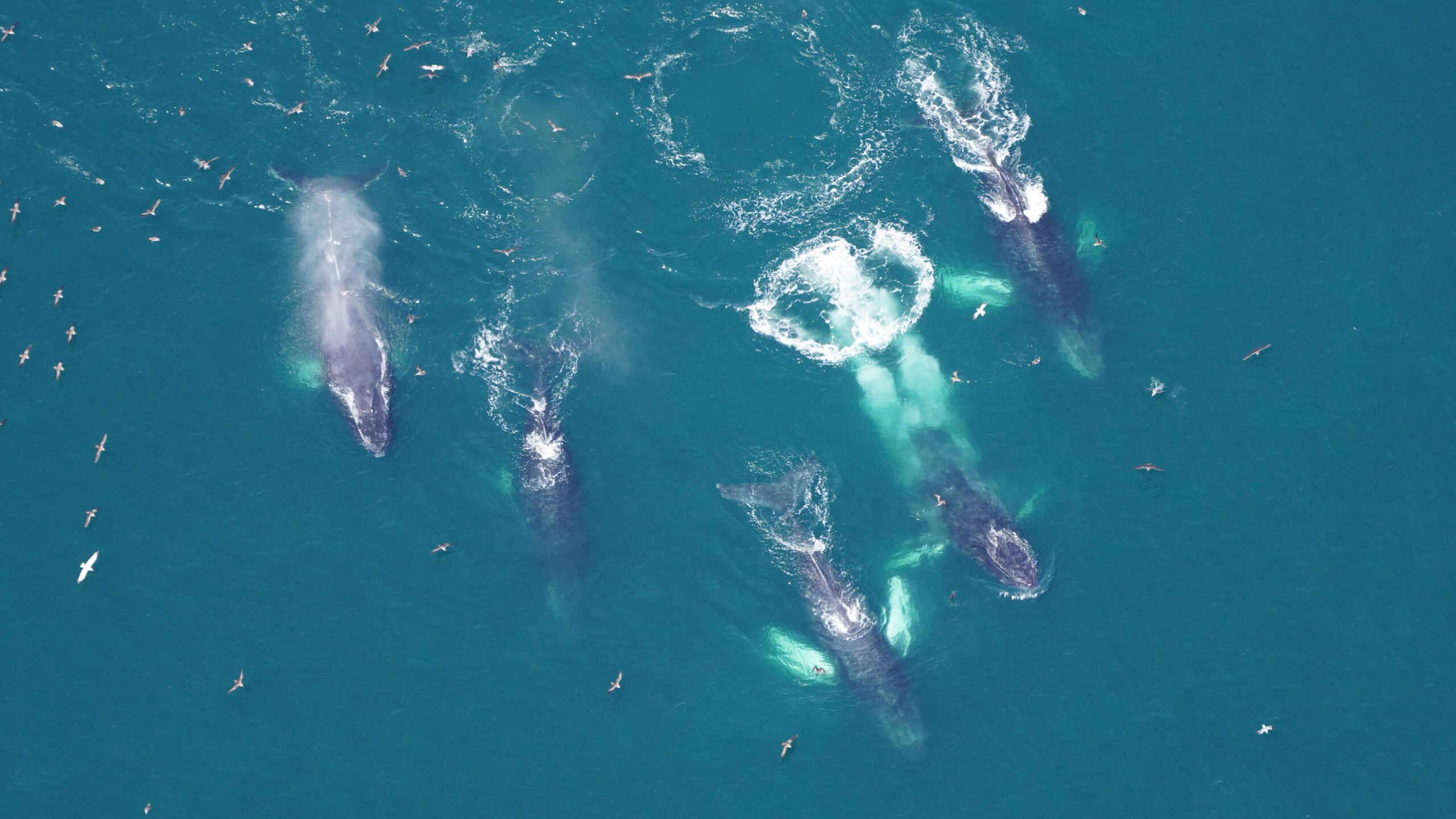 Humpback whales traveling at the surface